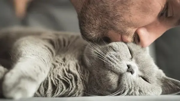 Можно ли целовать кота: безопасные проявления любви