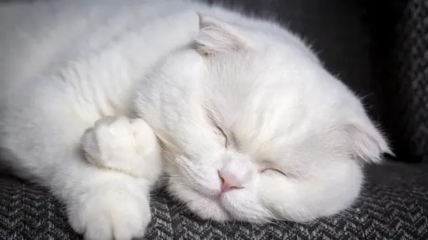 Почему кошка внезапно начинает спать в необычных местах: ветеринар назвал 7 причин