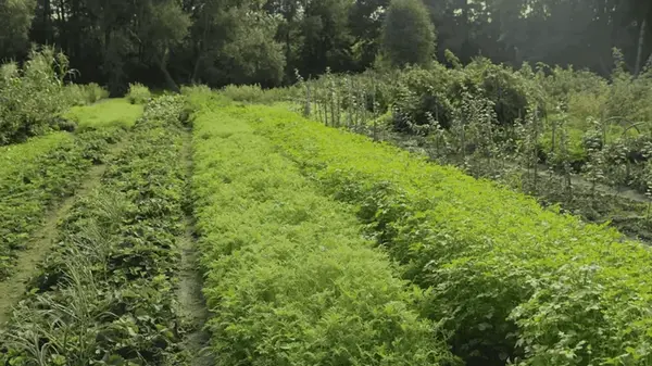 Почему сидераты сеять никогда не поздно, даже зимой
