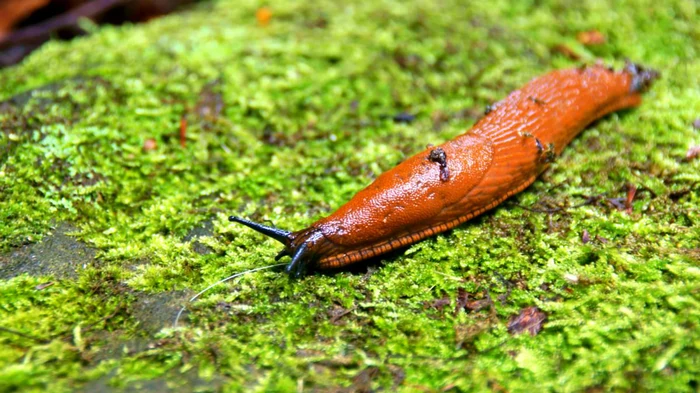 Замерзают ли слизни зимой: эксперты дали ответ