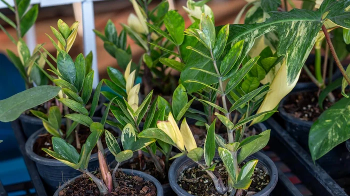 Замиокулькас станет пышным и зеленым: вот как его нужно поливать, чтобы не загнил