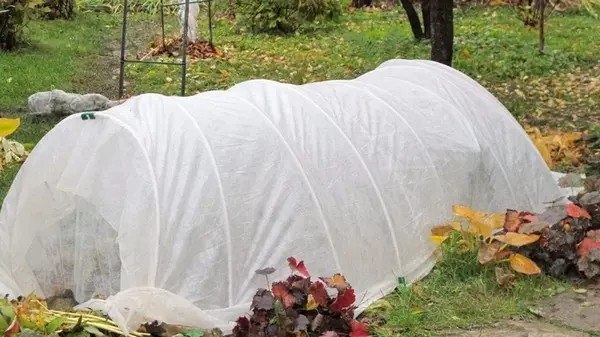 Нужно ли укрывать розы на зиму: дан окончательный ответ