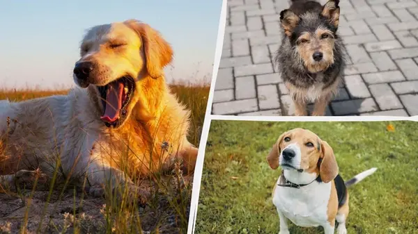 Какая собака вам подходит по дате рождения: вот как это проверить