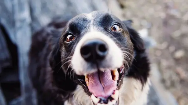 Отзывчивые и преданные: эксперты назвали 5 пород собак с лучшим поведением