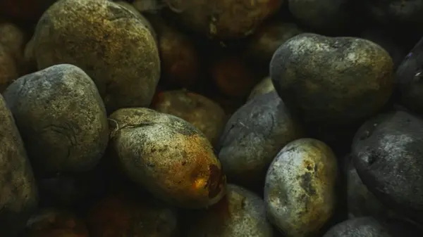 Кладем одну простую вещь в мешок с картофелем — и он спокойно лежит в квартире до лета