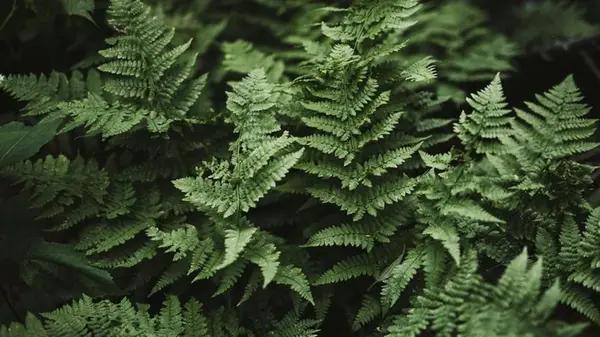 Пять садовых растений, которые можно спасти от морозов, превратив в комнатные