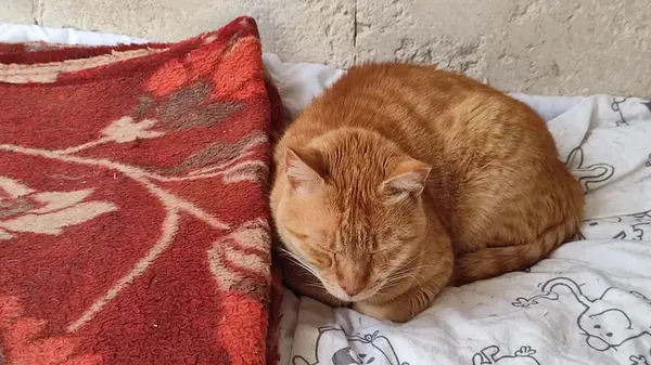 Почему кошки подгибают лапки и становятся похожими на «буханку»