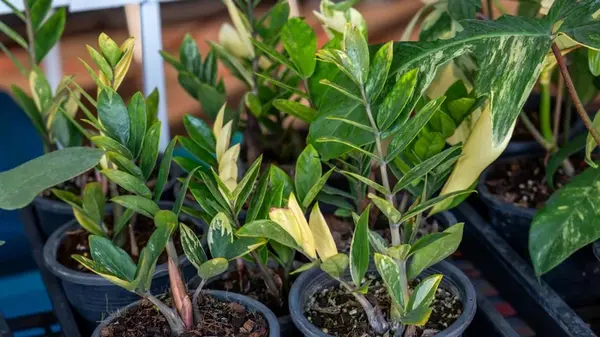 Замиокулькас станет пышным и зеленым: вот как его нужно поливать, чтобы не загнил