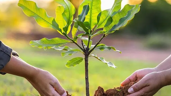 Какие растения и почему лучше высаживать осенью, а какие — весной