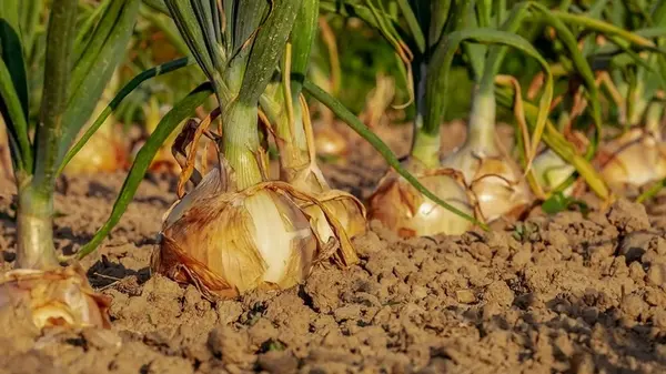 Какие культуры нельзя сажать после лука, потому что урожая не дождетесь: что сеять взамен