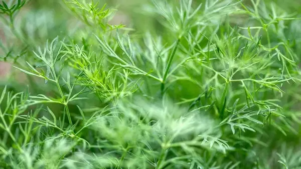 Как правильно посеять укроп под зиму, чтобы в начале весны лакомиться зеленью со своего огорода