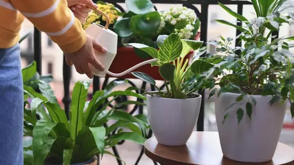 Какие растения должны быть в каждом доме для улучшения самочувствия: эксперт назвал топ-4