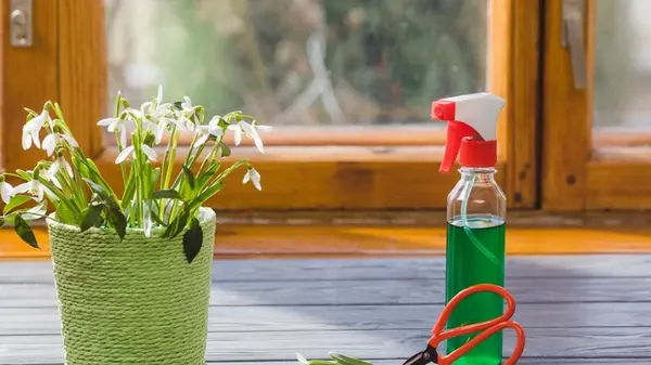 Что ни в коем случае нельзя держать на подоконнике: не будет счастья и денег в доме