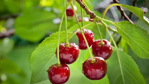 Как подготовить вишню к зиме, чтобы собрать большой урожай: садоводы раскрыли секреты