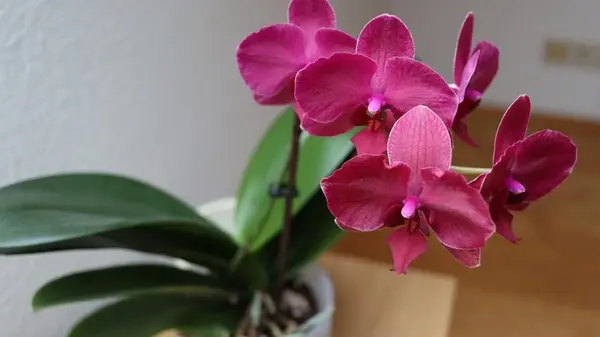 Лайфхак, который вернет орхидеям пышное цветение