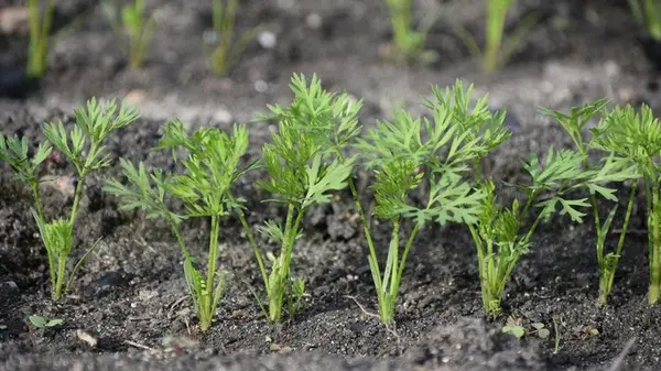 Какие сорта моркови нельзя сажать: плохо сходят, не вкусные и прихотливые в уходе