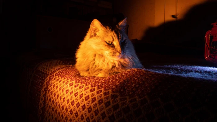 Сердится ли на вас кот, когда вы оставляете его одного: эксперты объяснили кошачьи чувства