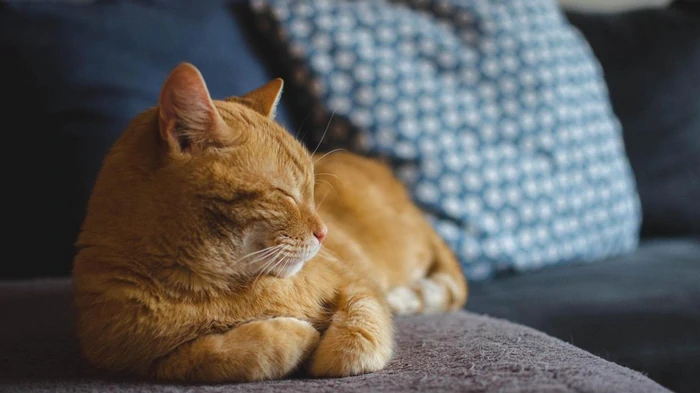 Как долго коты могут находиться без хозяина: ученые дали ответ