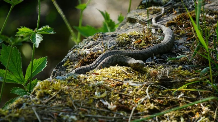 Змеи во дворе: как действовать, если обнаружили нору