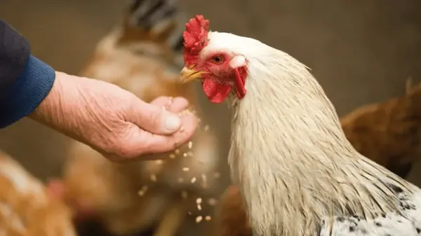 Чем нельзя кормить кур: список продуктов, которые могут даже привести к смерти птицы