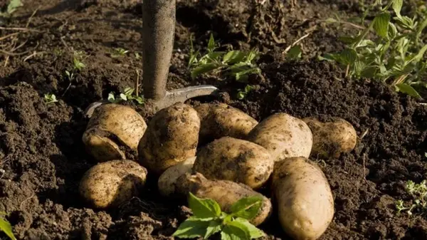 Что закопать в землю осенью под картошку: летом соберете тройной урожай