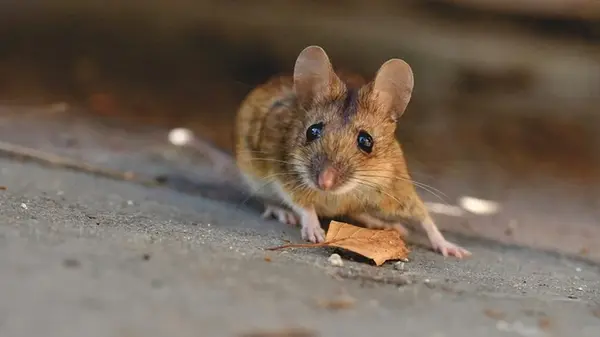 Как избавиться от мышей в доме и погребе: какой запах их отпугивает