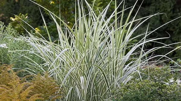 Эти 6 популярных декоративных трав могут уничтожить ваш сад