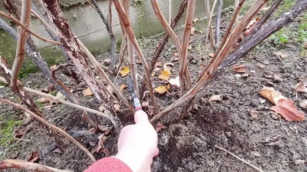 Как определить возраст веток черной смородины: ключ к правильной обрезке кустов