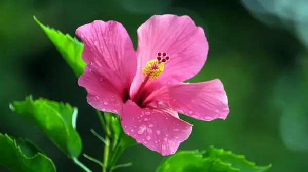 Нужно ли обрезать гибискус на зиму: садоводы посоветовали, как лучше