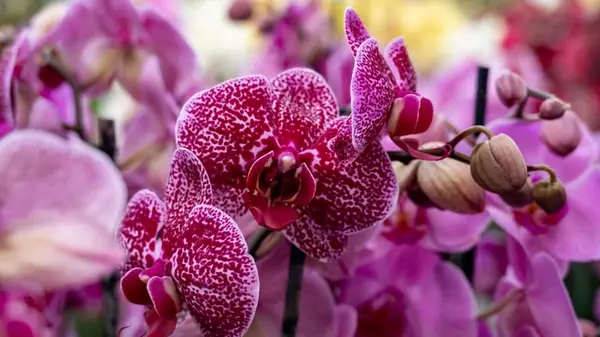 Что вы делаете не так со своей орхидеей: садовод назвал 6 ошибок в уходе