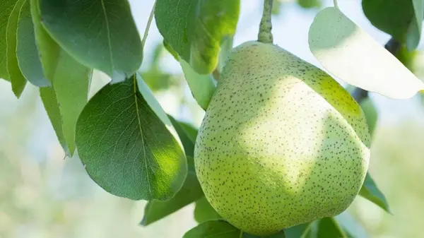 Лучшие сорта самоплодных груш, которые обильно родят: их обязательно нужно посадить в своем саду