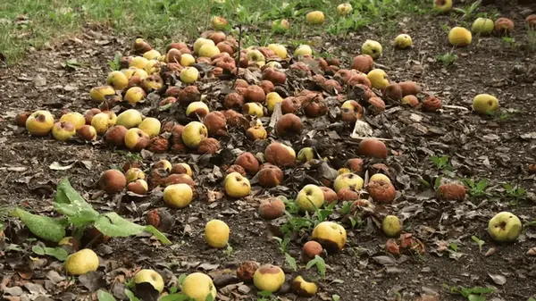 Можно ли гнилые яблоки и груши превратить в удобрение или компост?