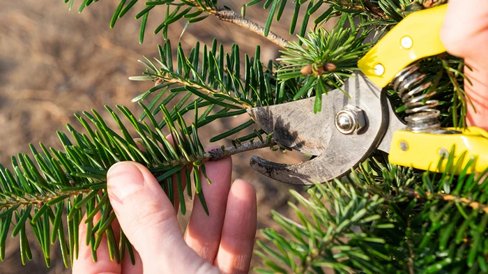 Не спешите с секатором: какие хвойные не переносят осеннюю обрезку
