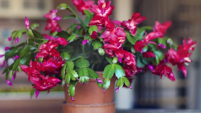 Чем подкормить рождественник, чтобы он пышно зацвел