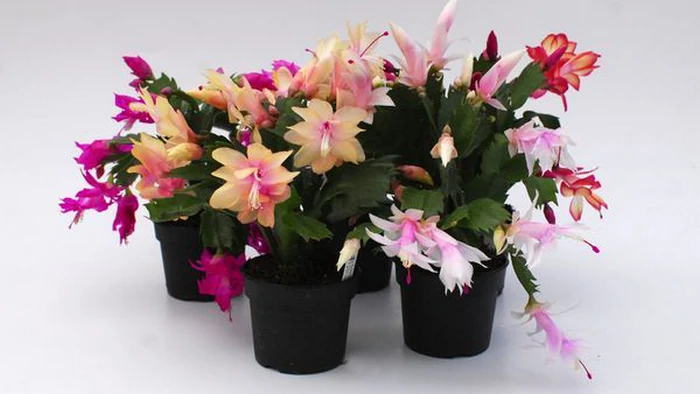 Как развести рождественник: садоводы раскрыли 3 простых способа