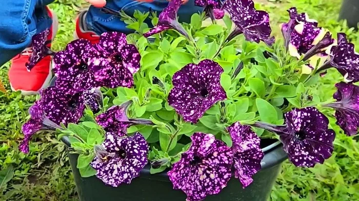 Как сохранить петунию до весны и иметь роскошные кусты без рассады