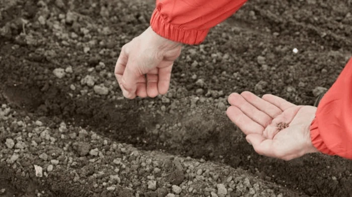 Посев моркови под зиму: секреты щедрого урожая от опытных огородников