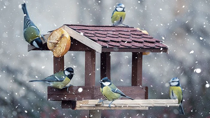Когда пора устанавливать кормушки для птиц и что туда класть