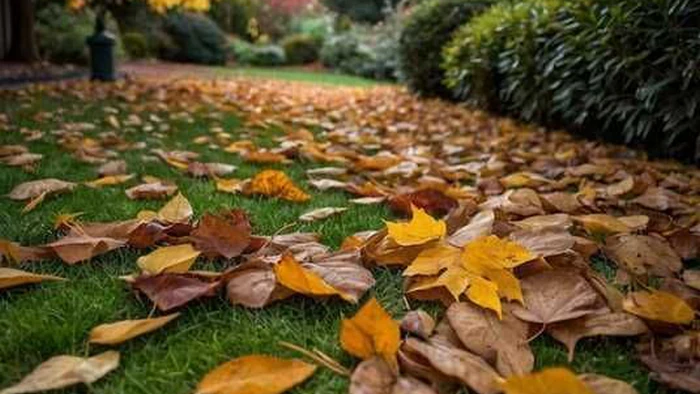 Когда пришло время для последнего покоса газона: действенные советы