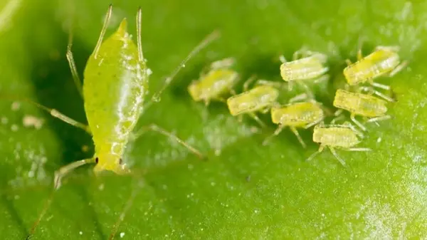 Почему обработку против тли нужно делать именно сейчас: где зимуют вредители