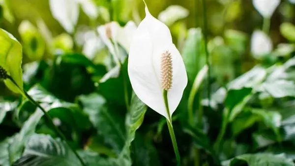 Как зимой поливать цветок женское счастье: опытные садоводы дали проверенные советы