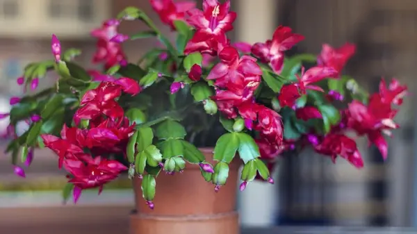 Чем подкормить рождественник, чтобы он пышно зацвел