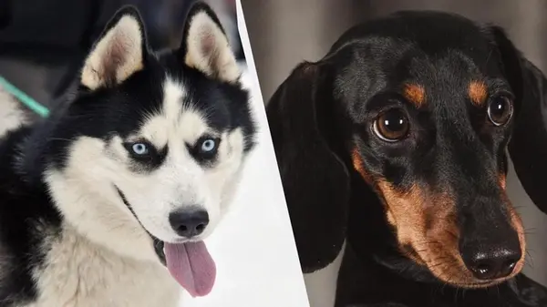 7 пород собак с самыми красивыми глазами, которые вы когда-либо видели