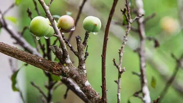 Старая яблоня снова будет обильно плодоносить: успейте сделать это до наступления зимы