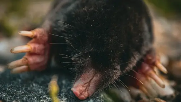 Посадите этот цветок осенью и кроты будут обходить ваш сад: эксперты объяснили почему