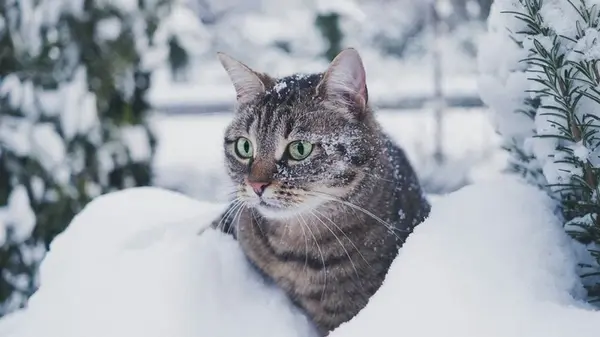 Кот-синоптик: как народные приметы по поведению животного прогнозируют погоду зимой