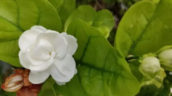 Комнатное растение, аромат которого поднимает настроение и успокаивает нервы