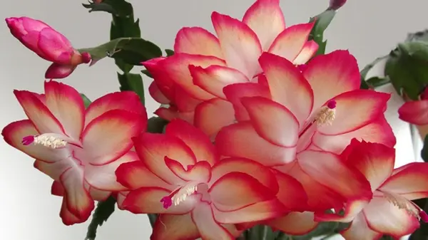 Чтобы декабрист зацвел к Рождеству: что нужно сделать с ним в ноябре