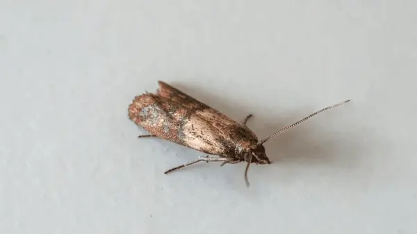 Моль в шкафу: 5 натуральных и простых лайфхаков, как вывести вредителя навсегда