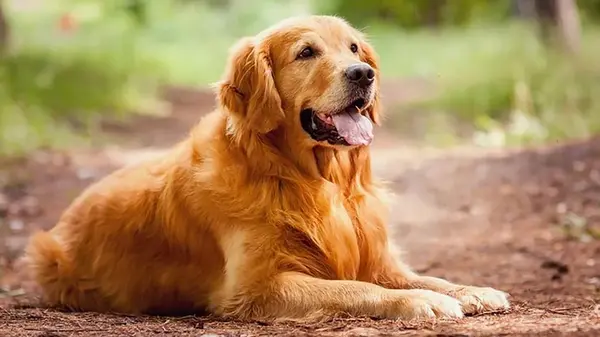 Породы собак, которые не поддаются дрессировке: рассказывает кинолог